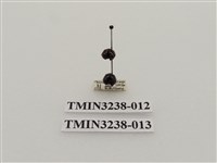 藏品(六斑月瓢蟲)的圖片